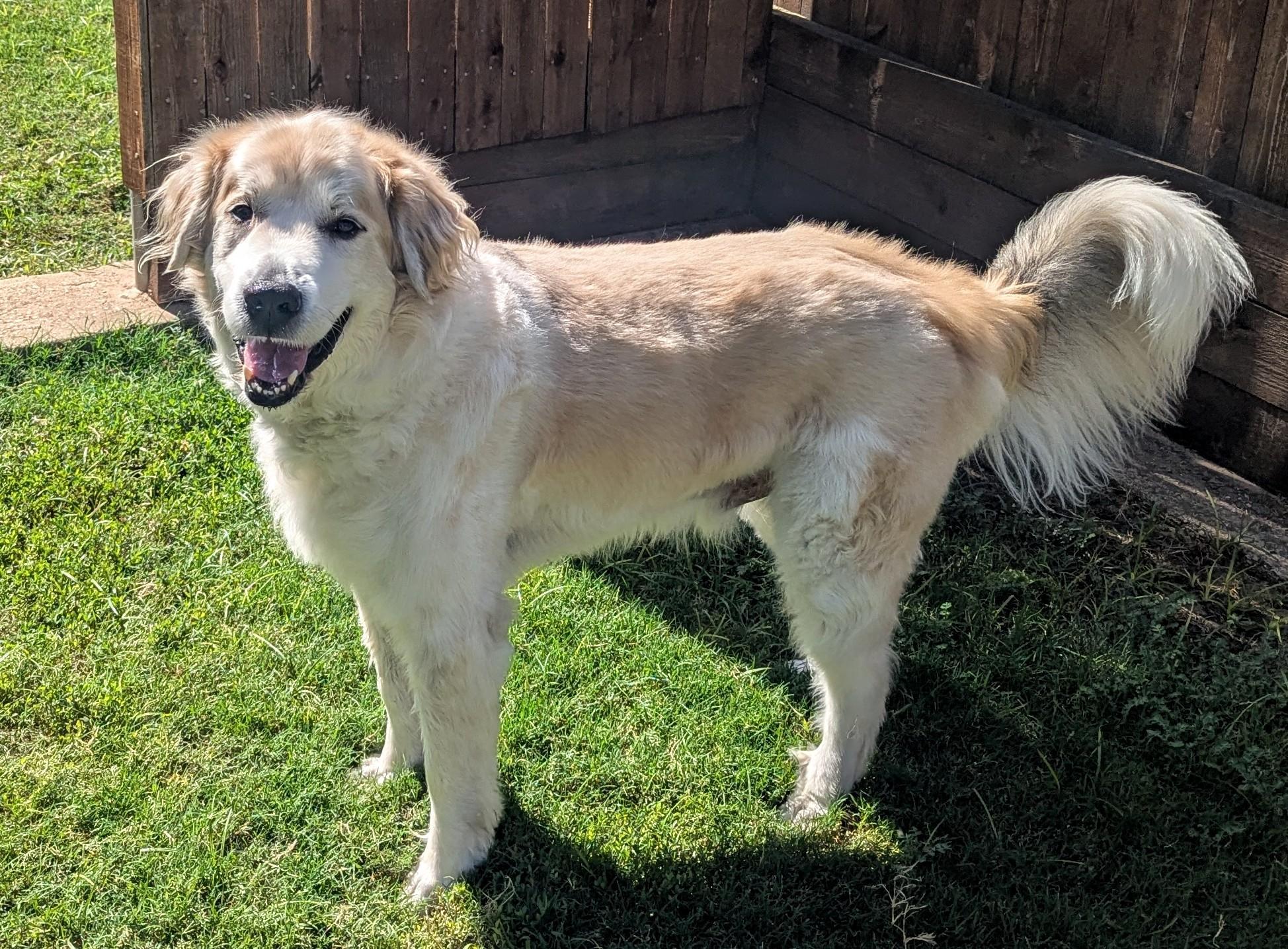 Whiskey A206733 2