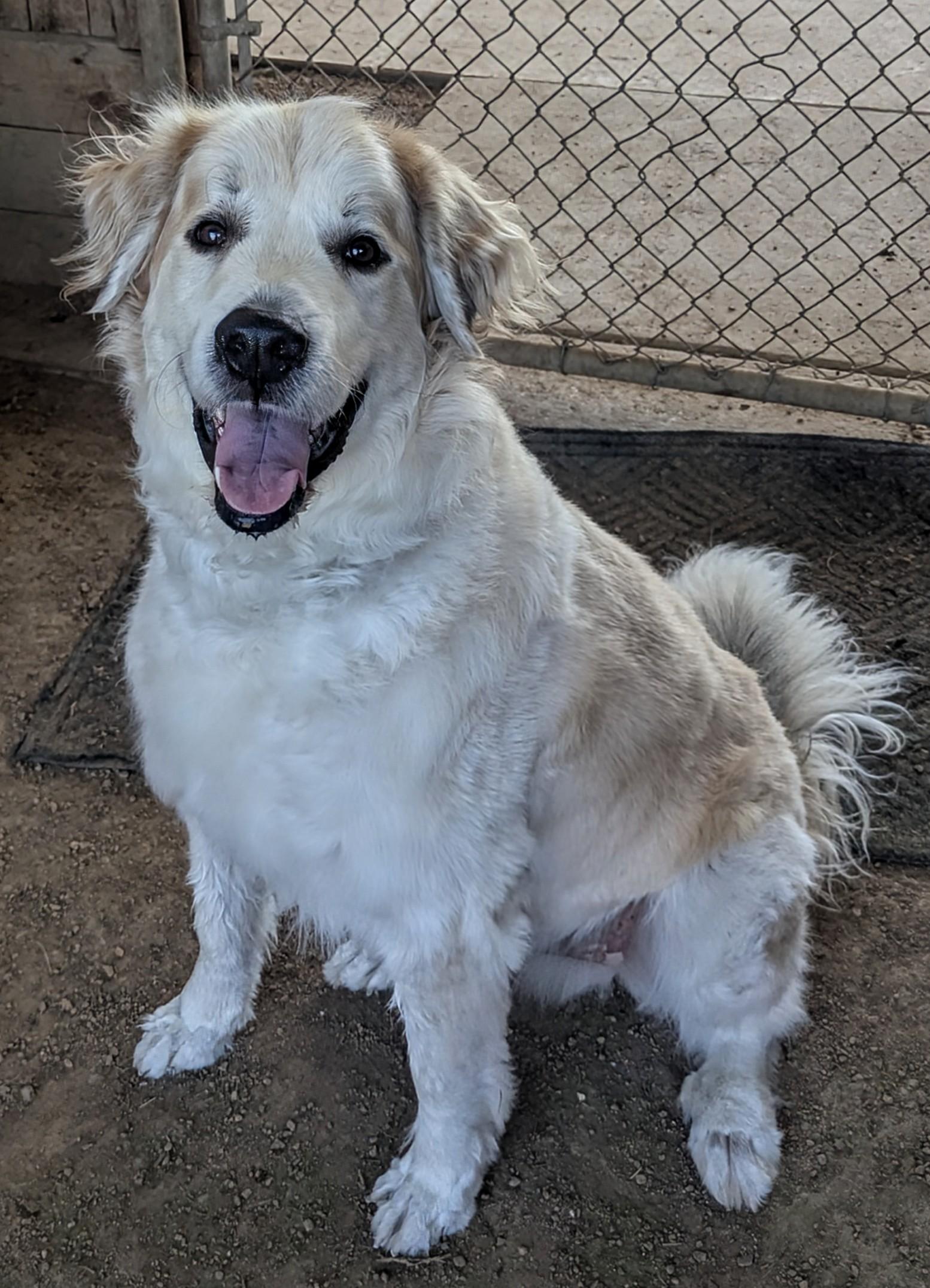 Whiskey A206733