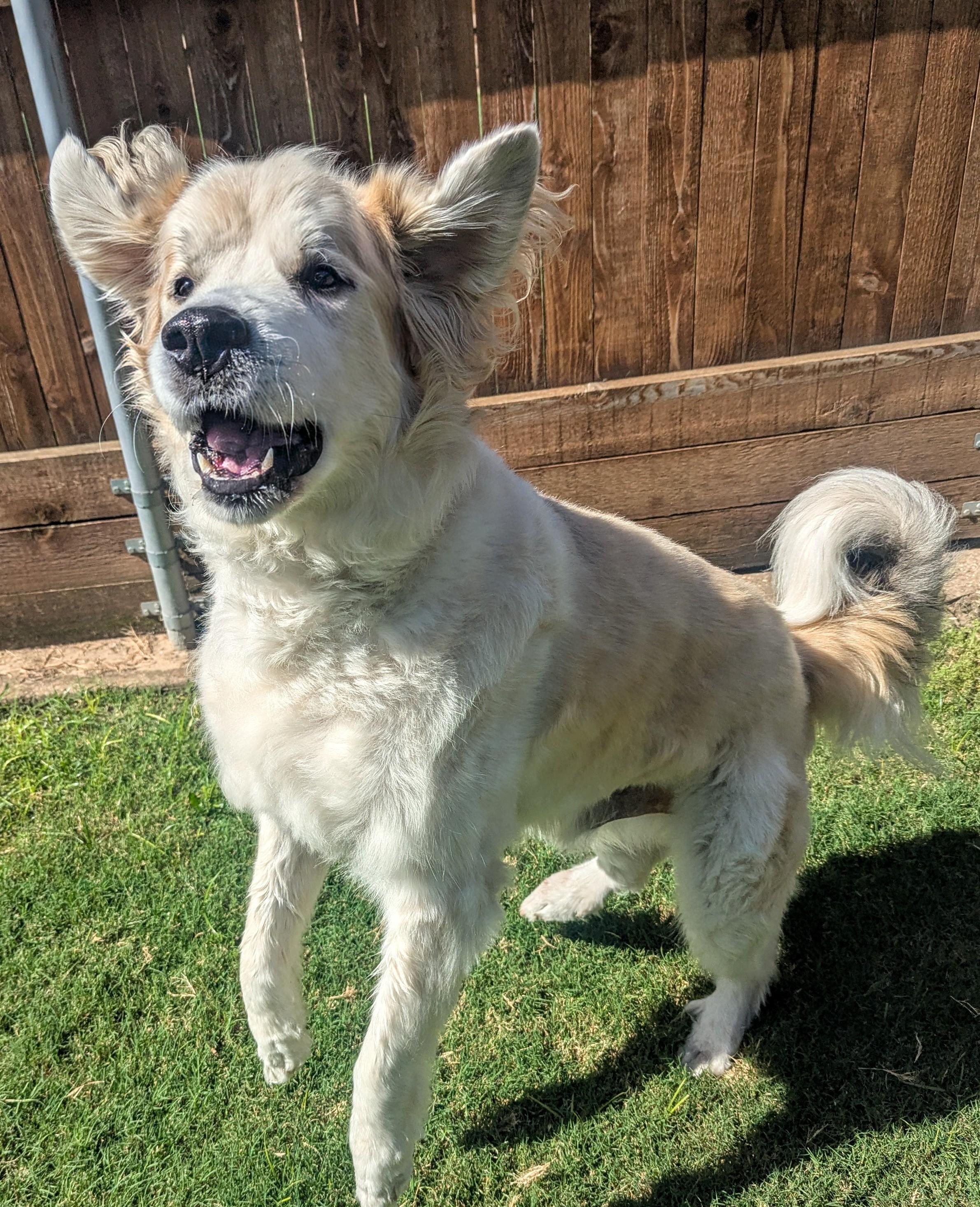 Whiskey A206733 5
