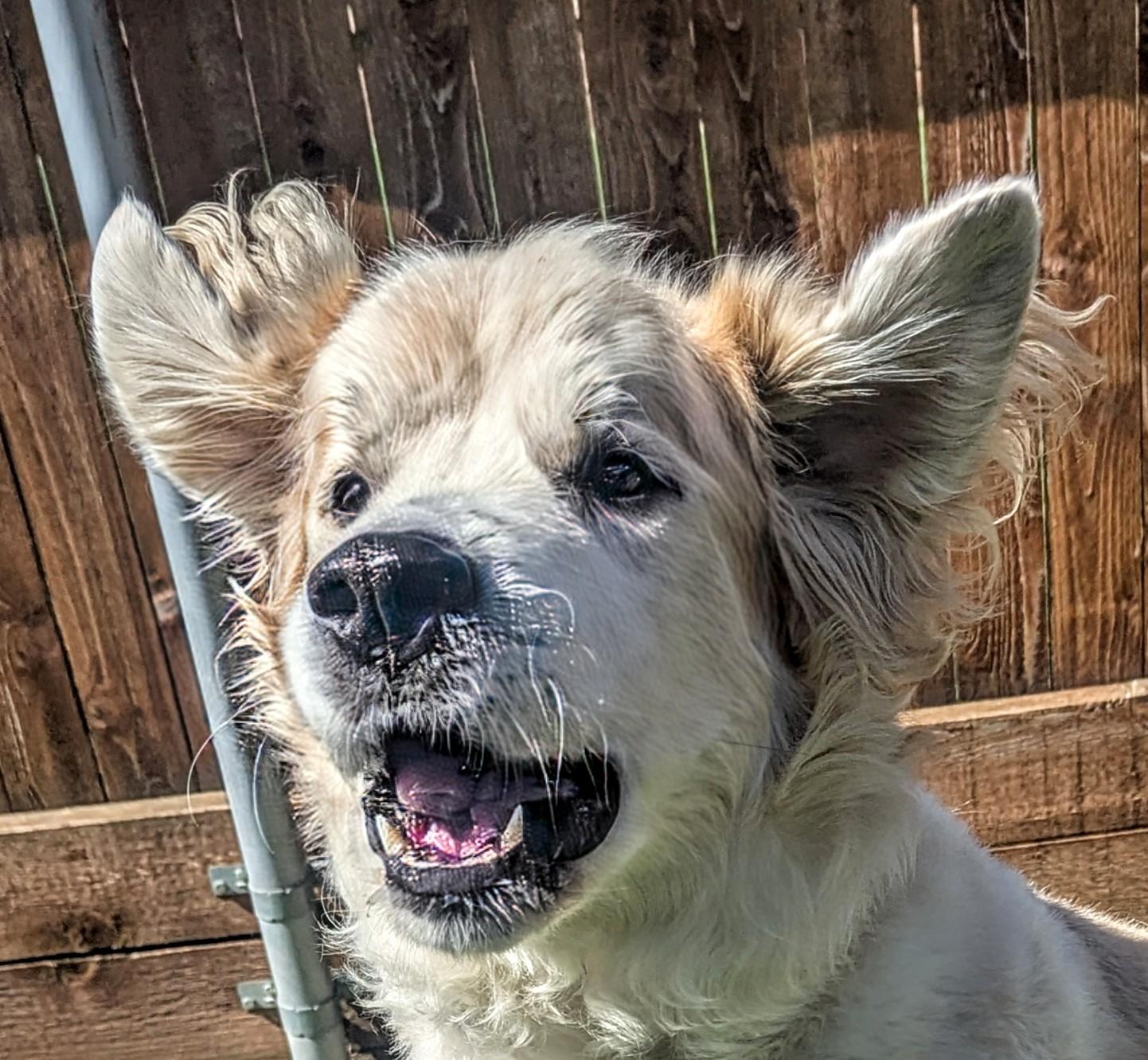 Whiskey A206733 6