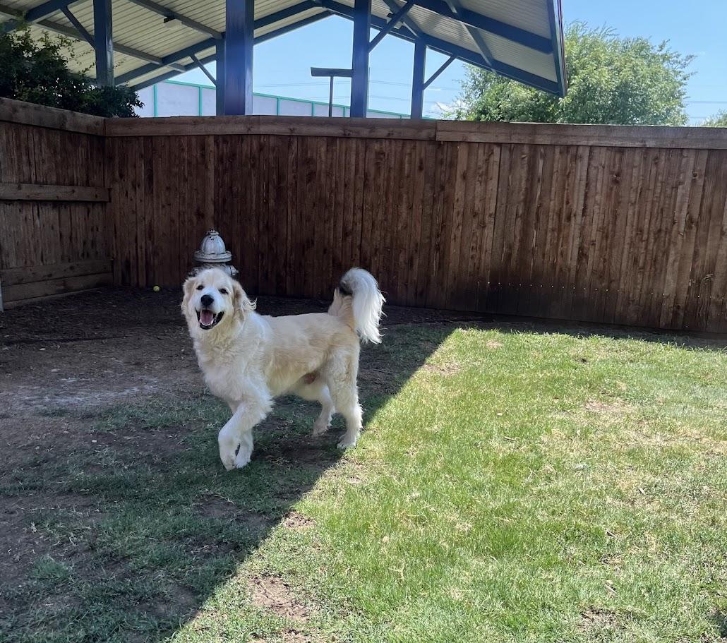 Whiskey A thumbnail 5