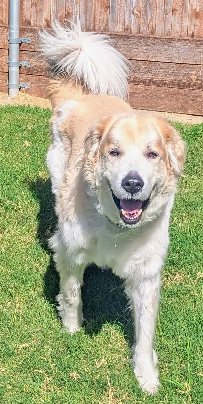 Whiskey A206733 3