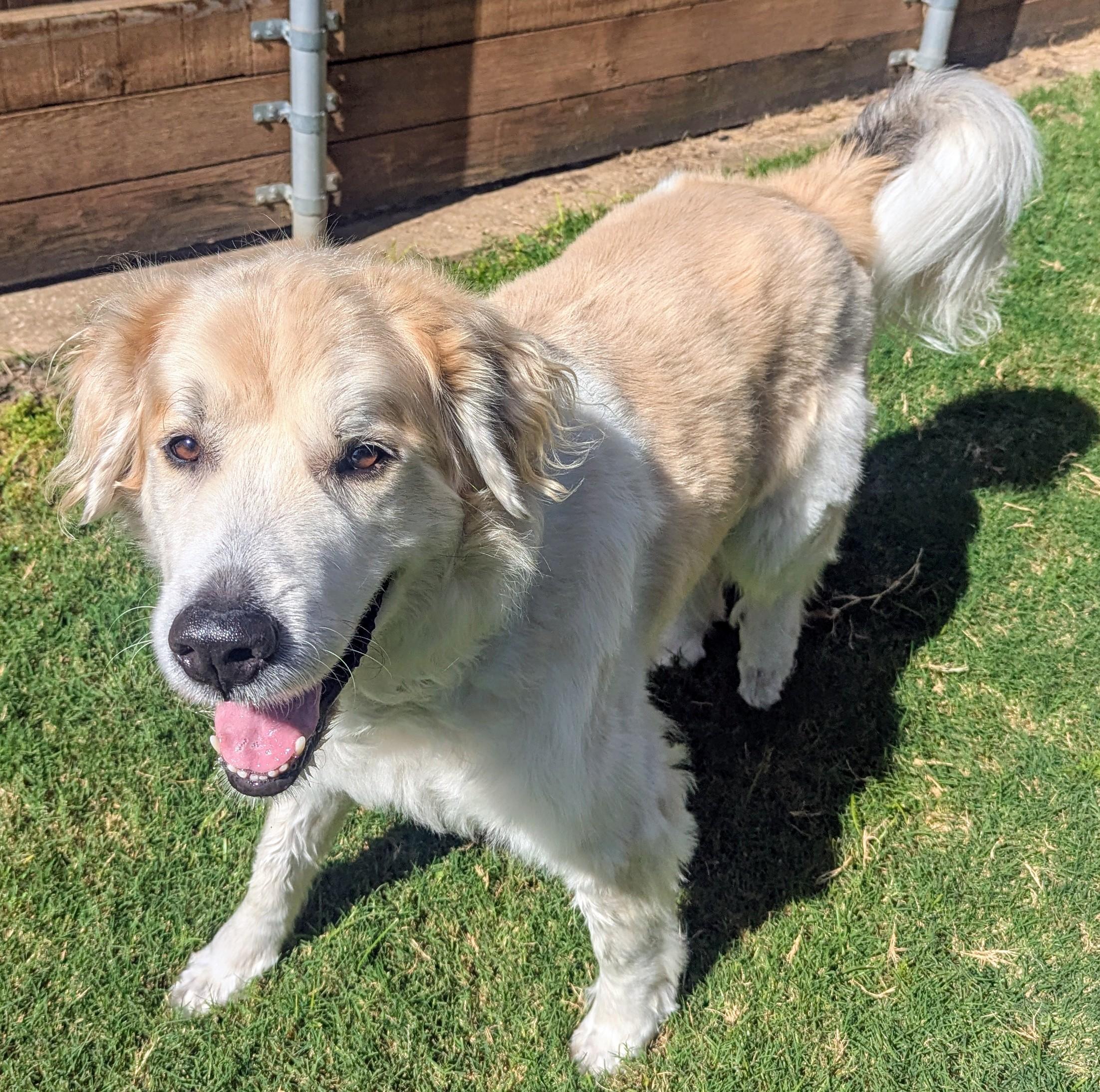 Whiskey A206733 4