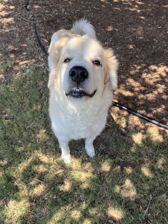 Whiskey A thumbnail 6