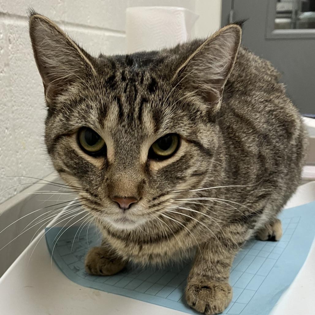 Enlarge Kay - Chow Hound Northland, a Adoptable Domestic Short Hair in Grand Rapids, MI image 1/1