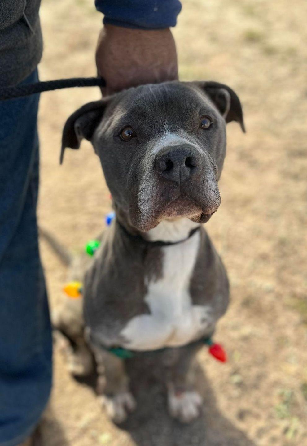 Toby, an adoptable Pit Bull Terrier in Sturgeon Lake, MN, 55783 | Photo Image 1
