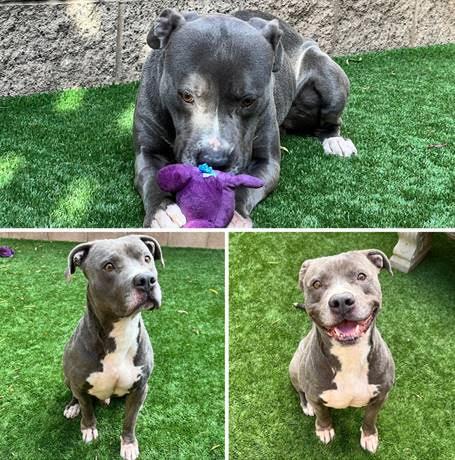 Toby, an adoptable Pit Bull Terrier in Sturgeon Lake, MN, 55783 | Photo Image 5