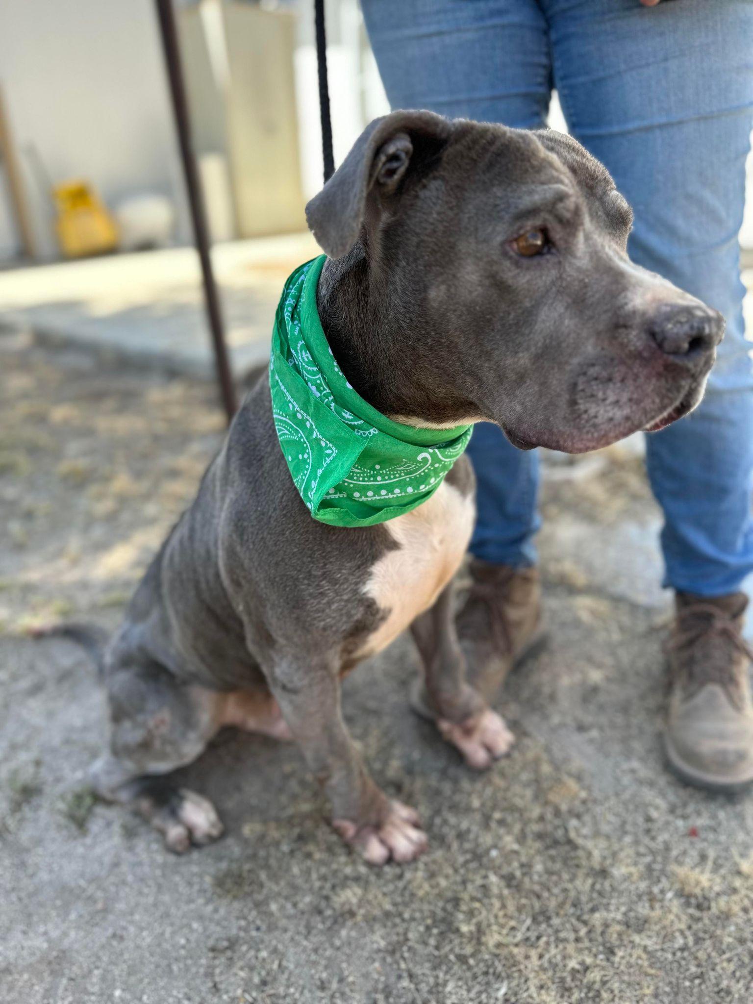 Toby, an adoptable Pit Bull Terrier in Sturgeon Lake, MN, 55783 | Photo Image 2