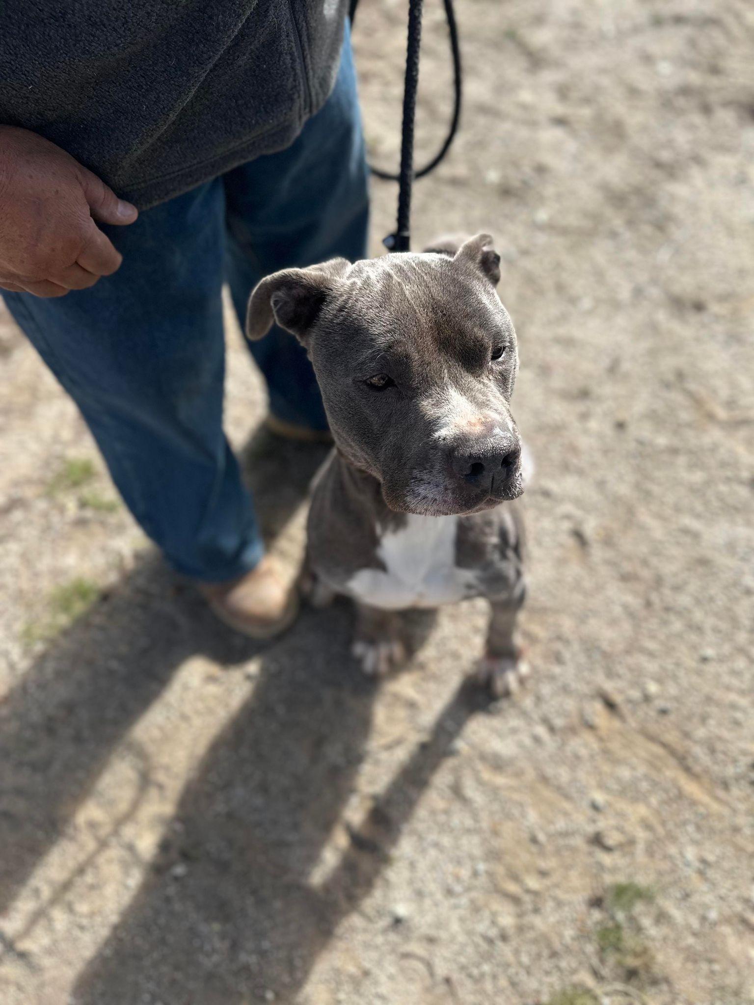 Toby, an adoptable Pit Bull Terrier in Sturgeon Lake, MN, 55783 | Photo Image 6