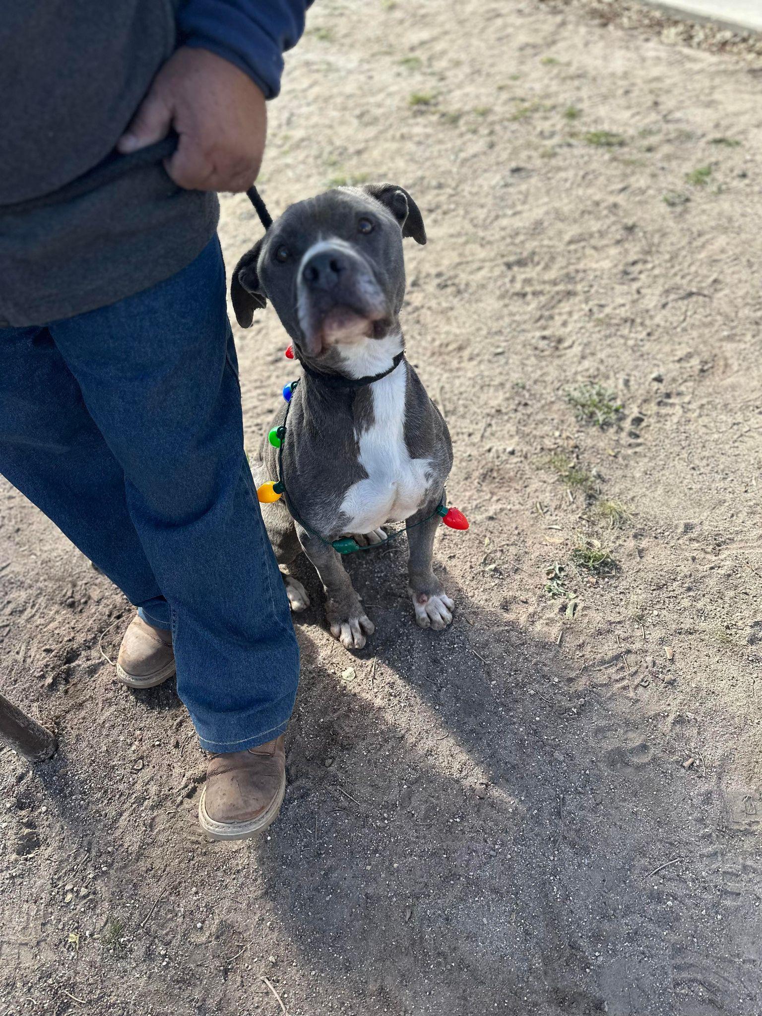 Toby, an adoptable Pit Bull Terrier in Sturgeon Lake, MN, 55783 | Photo Image 4
