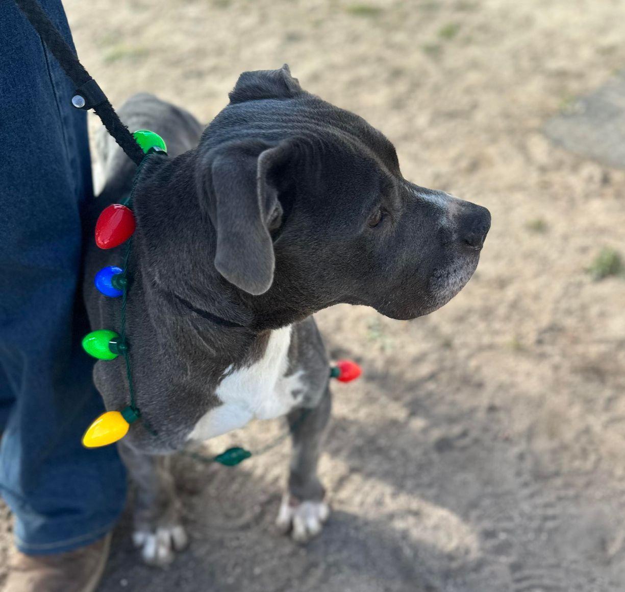 Toby, an adoptable Pit Bull Terrier in Sturgeon Lake, MN, 55783 | Photo Image 3