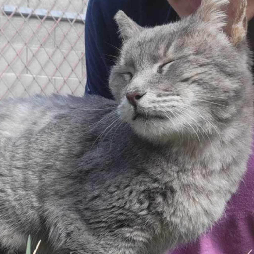 Enlarge Eden, a Adoptable Domestic Short Hair in Las Vegas, NV image 1/6