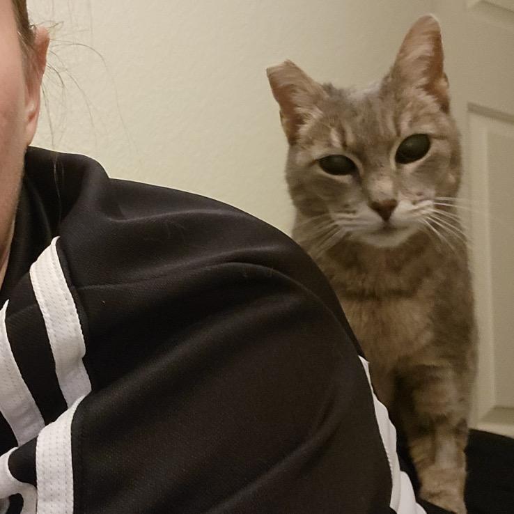 Enlarge Eden, a Adoptable Domestic Short Hair in Las Vegas, NV image 2/6