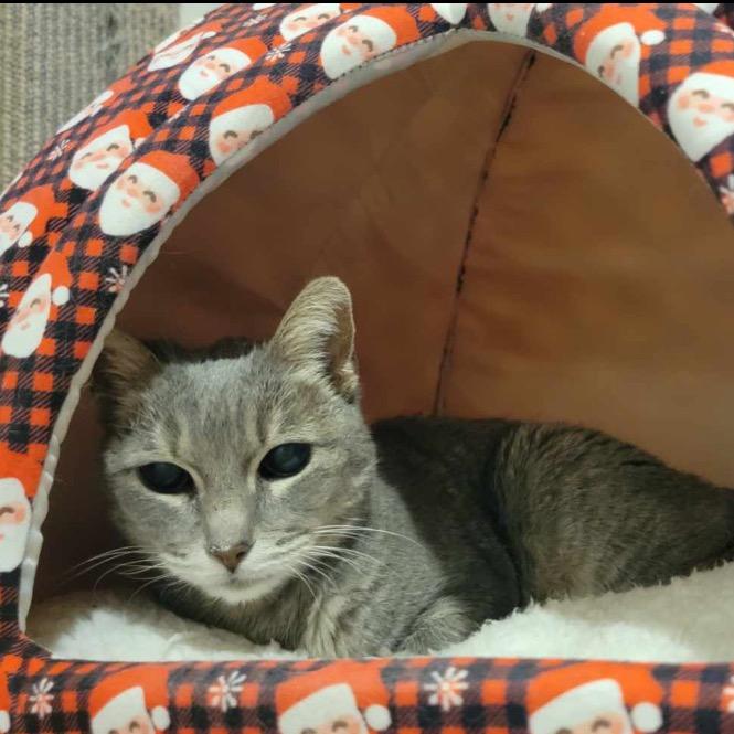 Enlarge Eden, a Adoptable Domestic Short Hair in Las Vegas, NV image 3/6