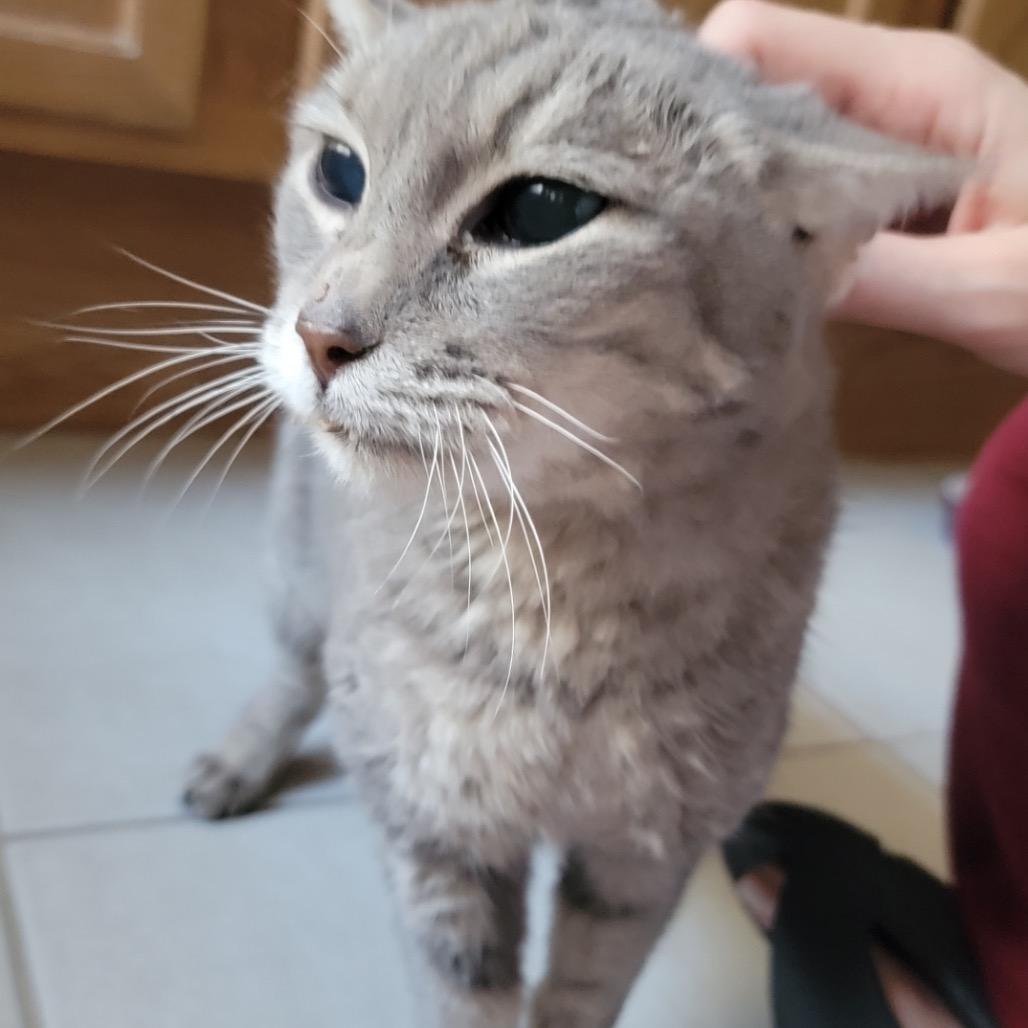 Enlarge Eden, a Adoptable Domestic Short Hair in Las Vegas, NV image 4/6