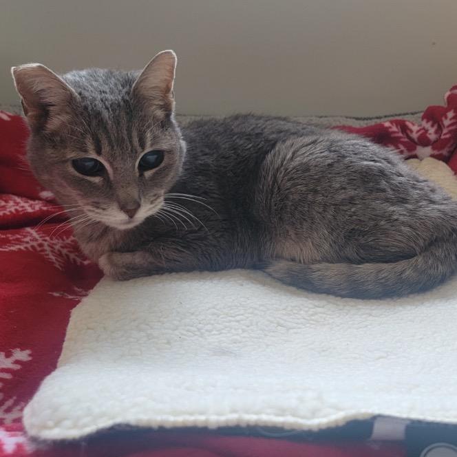 Enlarge Eden, a Adoptable Domestic Short Hair in Las Vegas, NV image 5/6