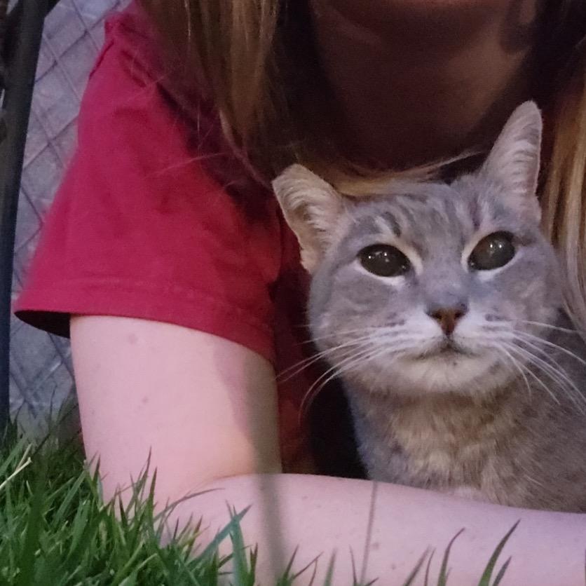 Enlarge Eden, a Adoptable Domestic Short Hair in Las Vegas, NV image 6/6