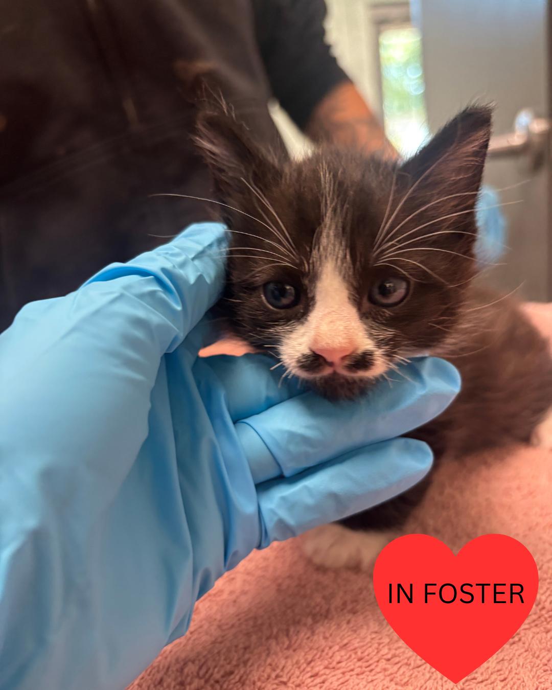 Ford, Adoptable, Young Male Domestic Short Hair.