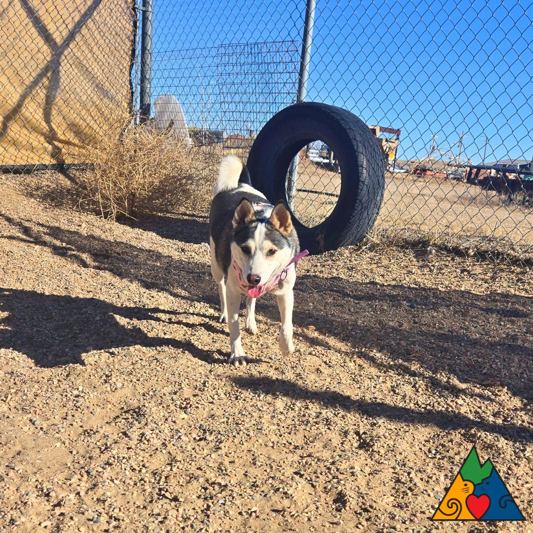Enlarge Aura, a ADOPTABLE mixed breed in Douglas, WY image 4/6