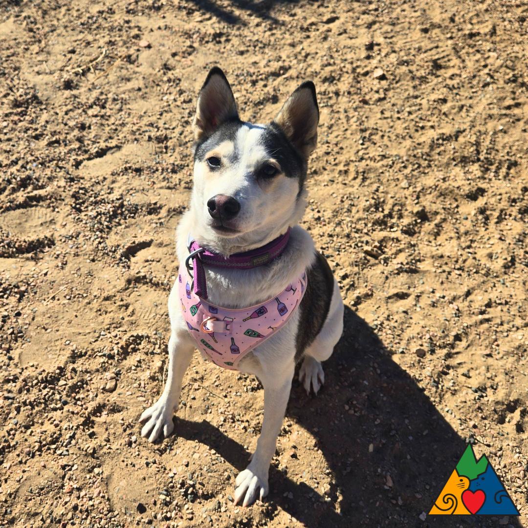 Enlarge Aura, a ADOPTABLE mixed breed in Douglas, WY image 2/6