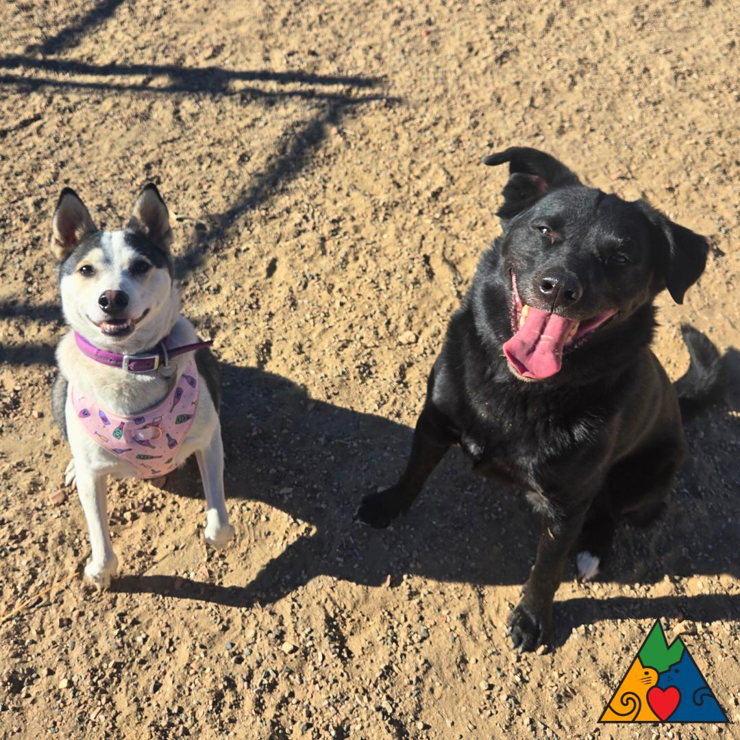 Enlarge Aura, a ADOPTABLE mixed breed in Douglas, WY image 6/6