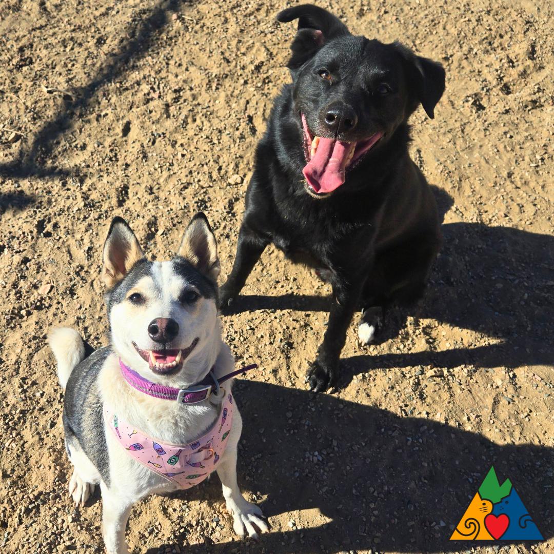 Enlarge Aura, a ADOPTABLE mixed breed in Douglas, WY image 5/6