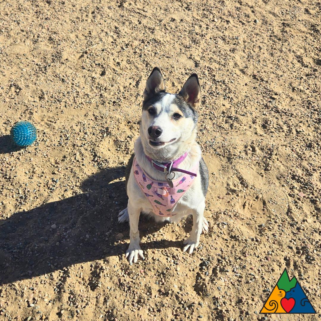 Enlarge Aura, a ADOPTABLE mixed breed in Douglas, WY image 1/6