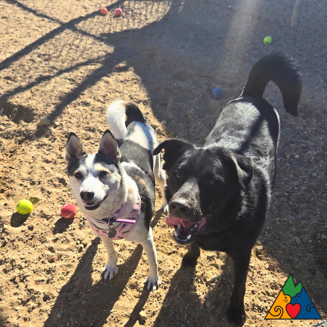 Enlarge Aura, a ADOPTABLE mixed breed in Douglas, WY image 3/6