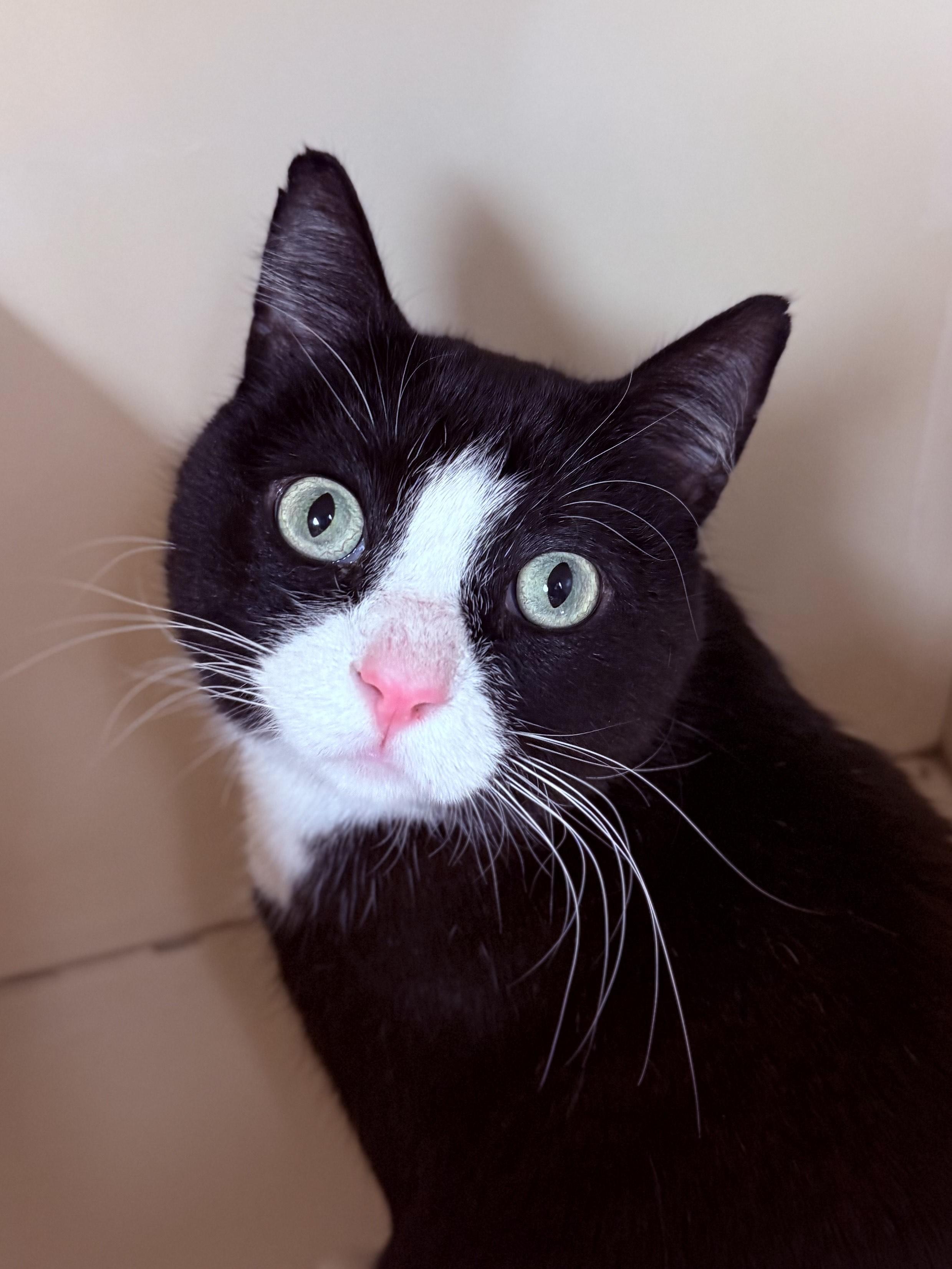 Gizmoto , ADOPTABLE, Adult Male Tuxedo.