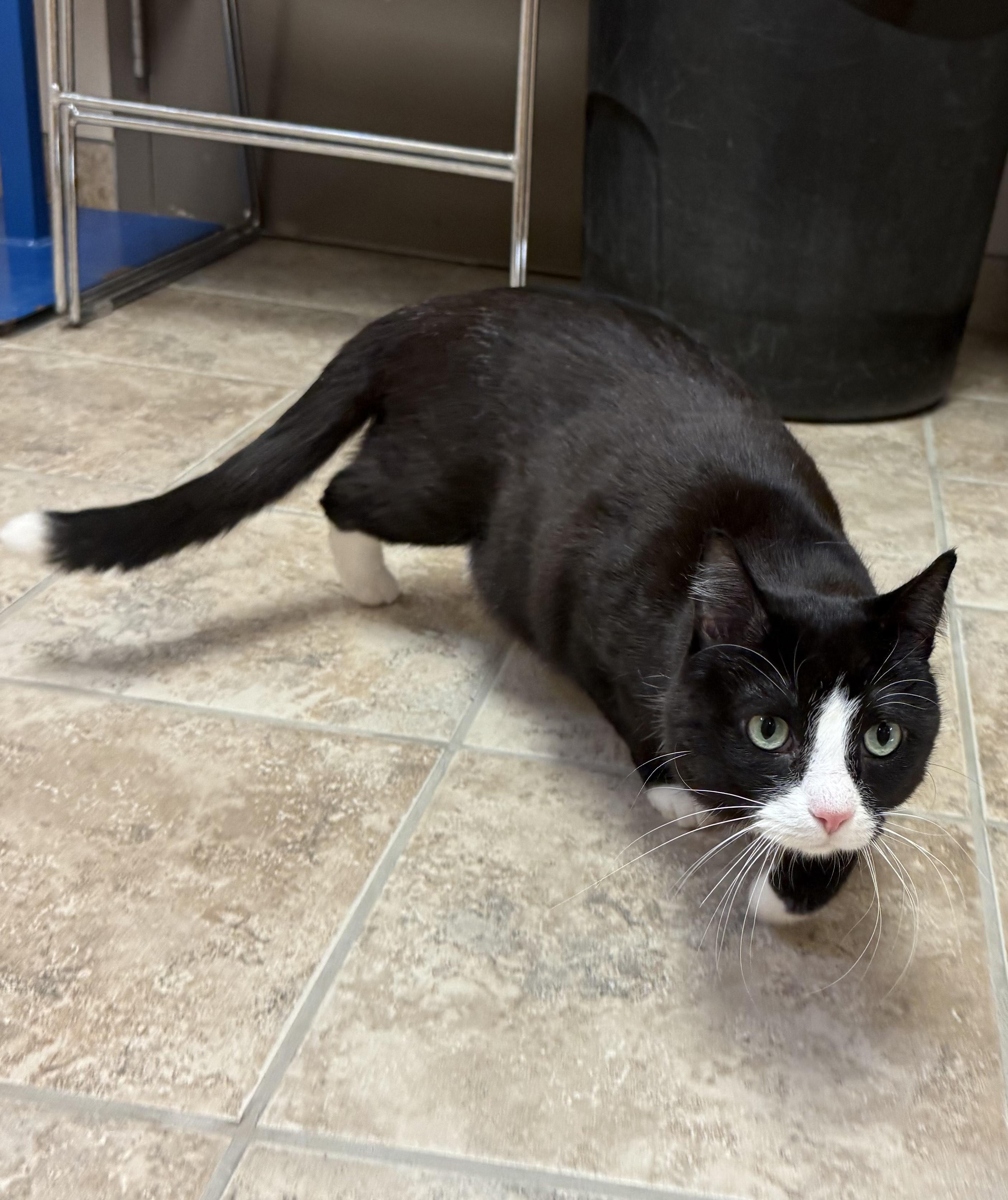 Enlarge Gizmoto , a ADOPTABLE Tuxedo in Hays, KS image 2/5