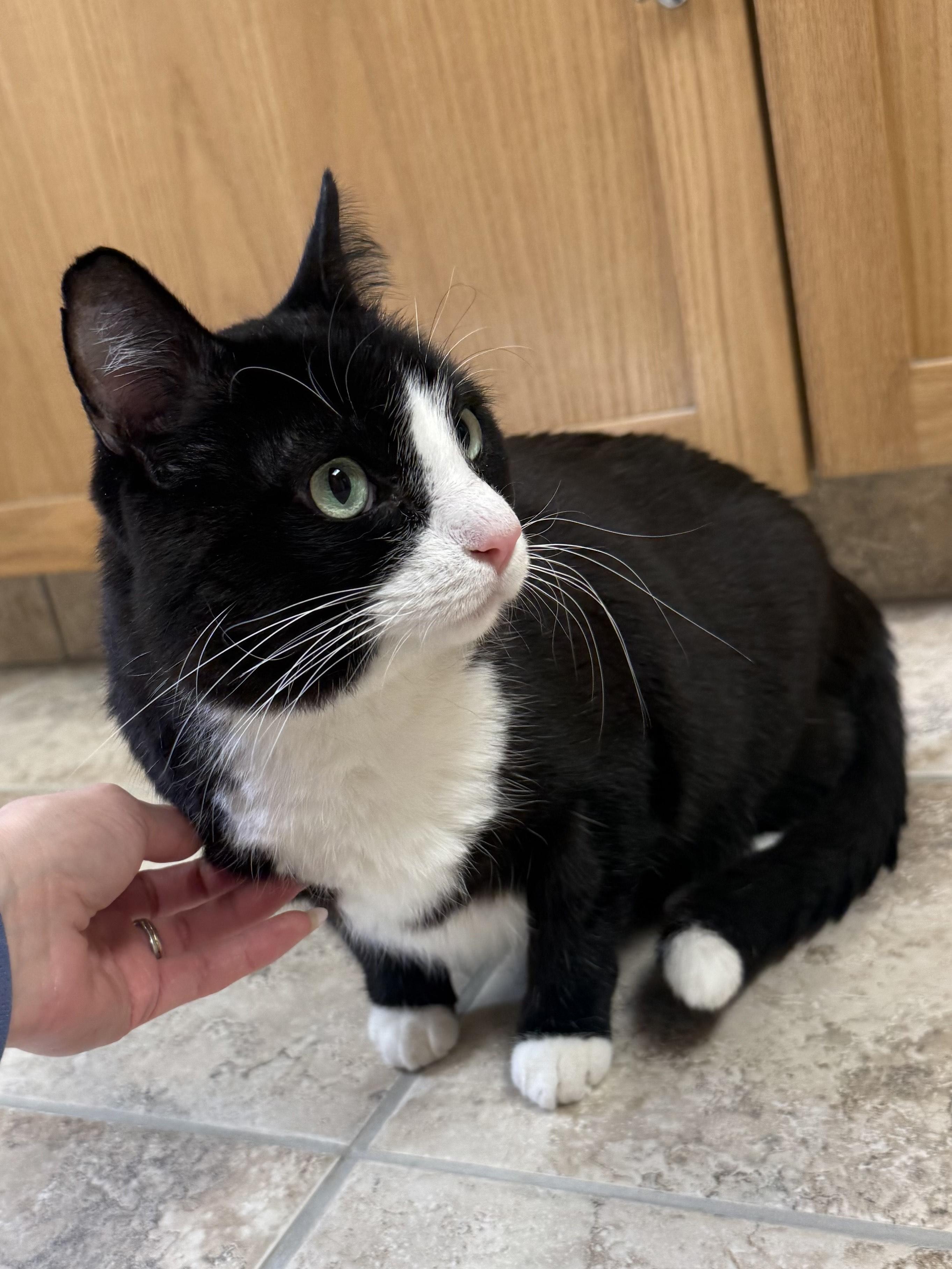 Enlarge Gizmoto , a ADOPTABLE Tuxedo in Hays, KS image 3/5