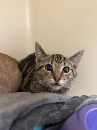 Cayenne, Adoptable, Young Male Domestic Short Hair & Domestic Short Hair.