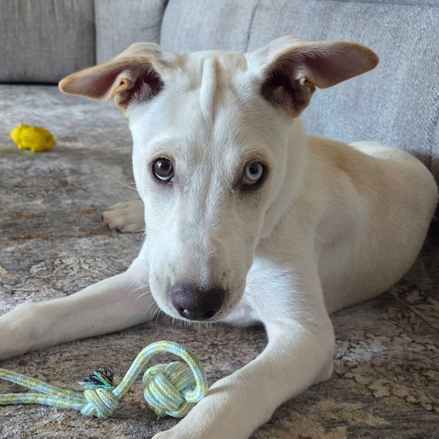River, a ADOPTABLE mixed breed in Collingswood, NJ image 1/3