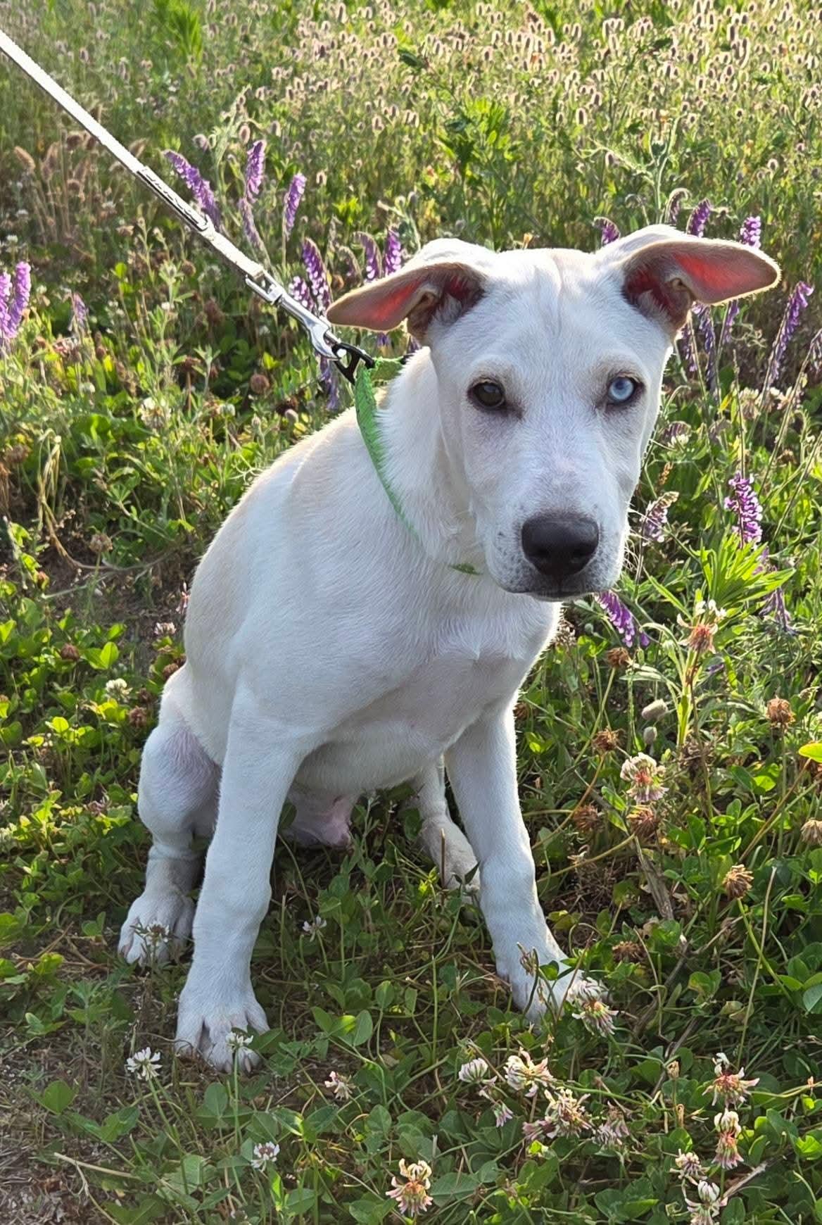 River, a ADOPTABLE mixed breed in Collingswood, NJ image 2/3