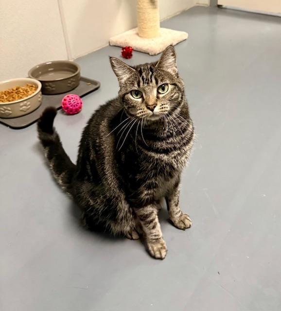 River, ADOPTABLE, Adult Female Domestic Short Hair.