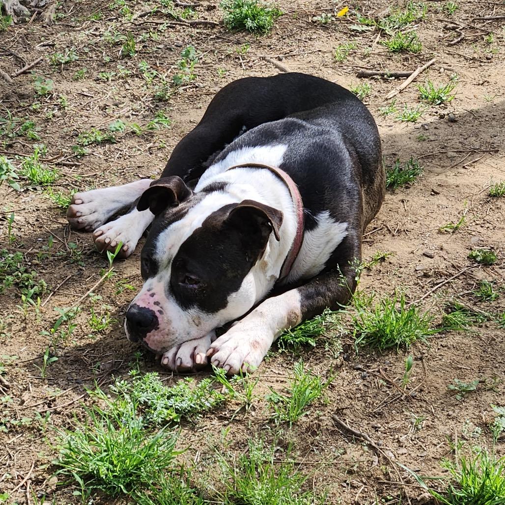 Henry Marcel, Adoptable, Adult Male American Bulldog & Mixed Breed.