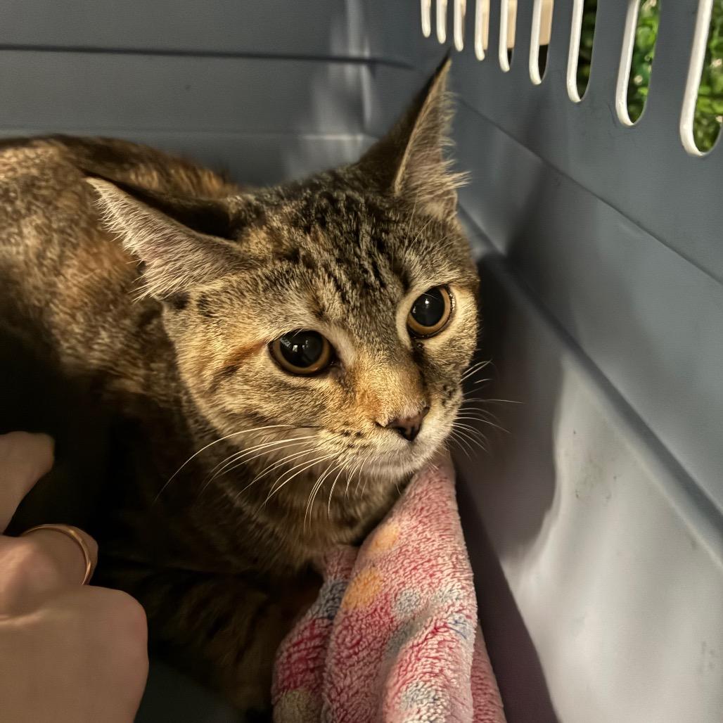 Enlarge Pisces, a Adoptable Domestic Short Hair in Windsor, VA image 1/2