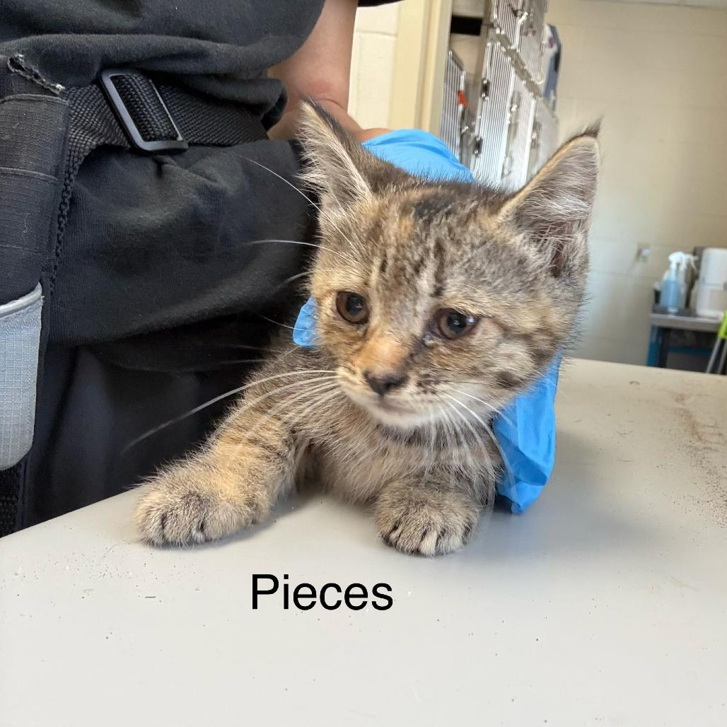 Enlarge Pisces, a Adoptable Domestic Short Hair in Windsor, VA image 2/2