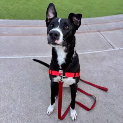 Tommy, Adoptable, Adult Male Terrier & Mixed Breed.