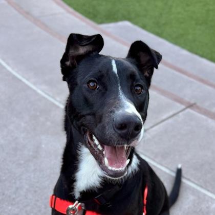 Enlarge Tommy, a Adoptable mixed breed in San Francisco, CA image 2/3