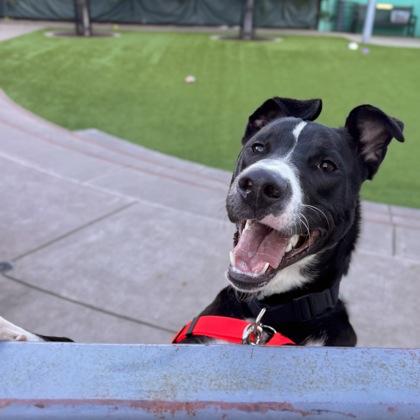 Enlarge Tommy, a Adoptable mixed breed in San Francisco, CA image 3/3