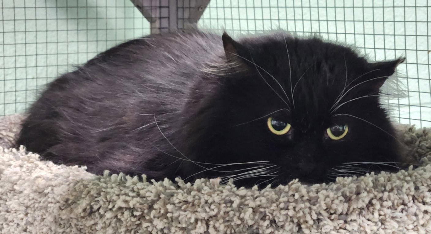Gremlin, Adoptable, Adult Male Domestic Long Hair.