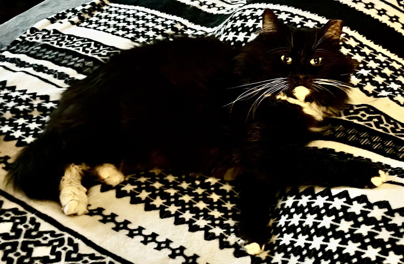 Gremlin, a Adoptable Domestic Long Hair in Oviedo, FL image 2/2
