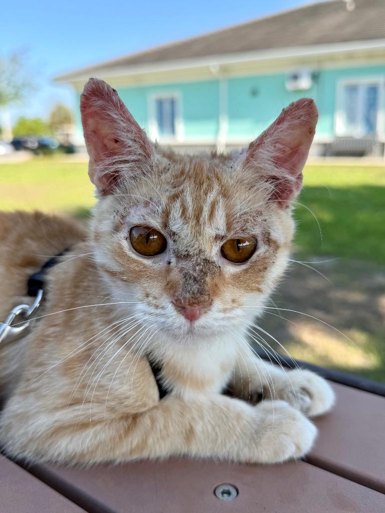 KitKat, Adoptable, Kitten Male Domestic Short Hair.