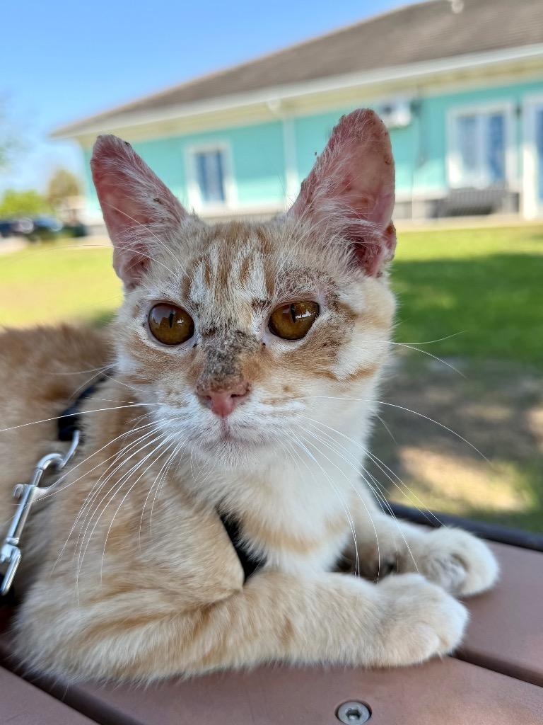 KitKat, a Adoptable mixed breed in Cape Coral, FL image 3/3