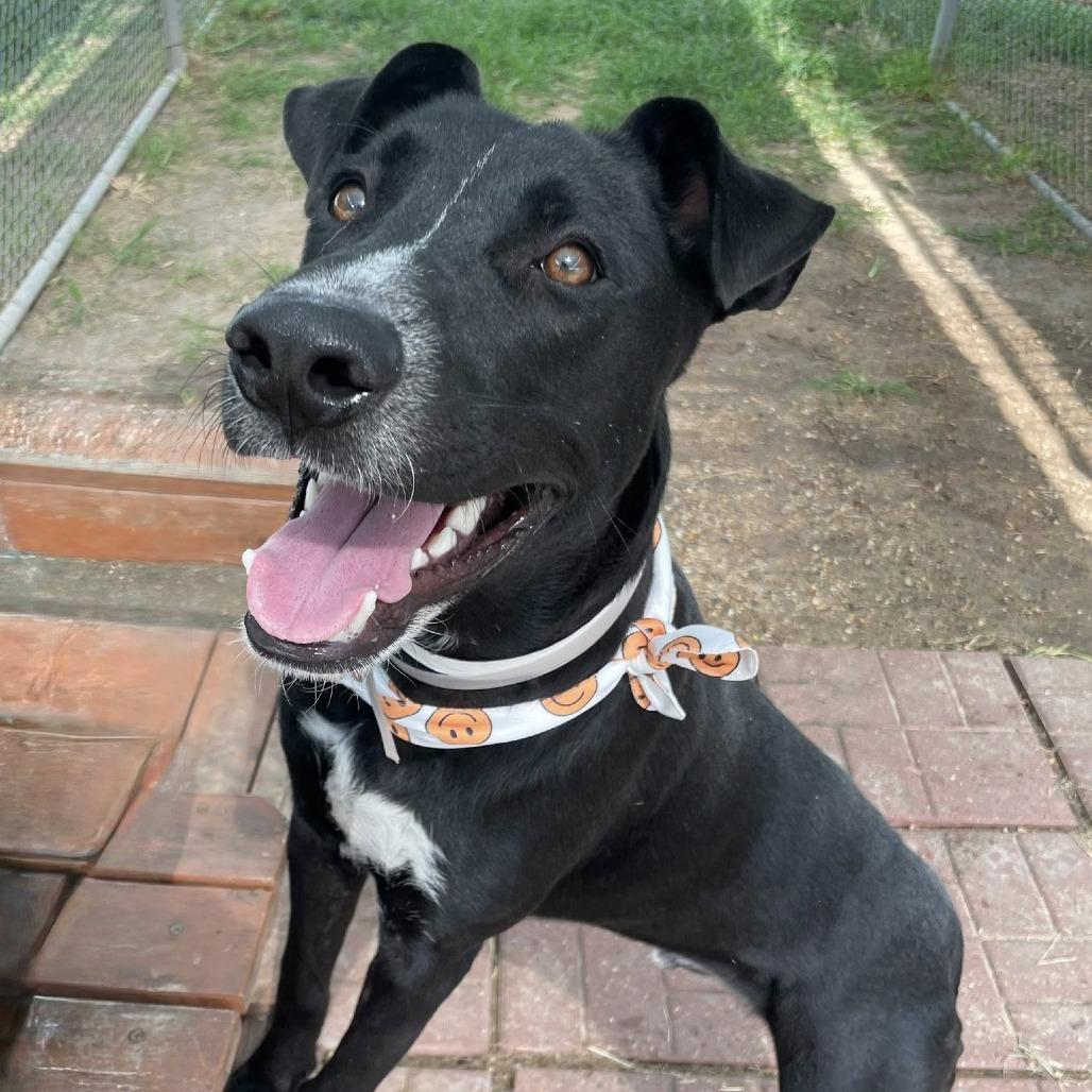 Galvin, Adoptable, Young Male Labrador Retriever.