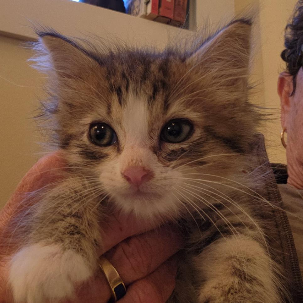 Enlarge Curly, a Adoptable Domestic Short Hair in Baker City, OR image 1/1