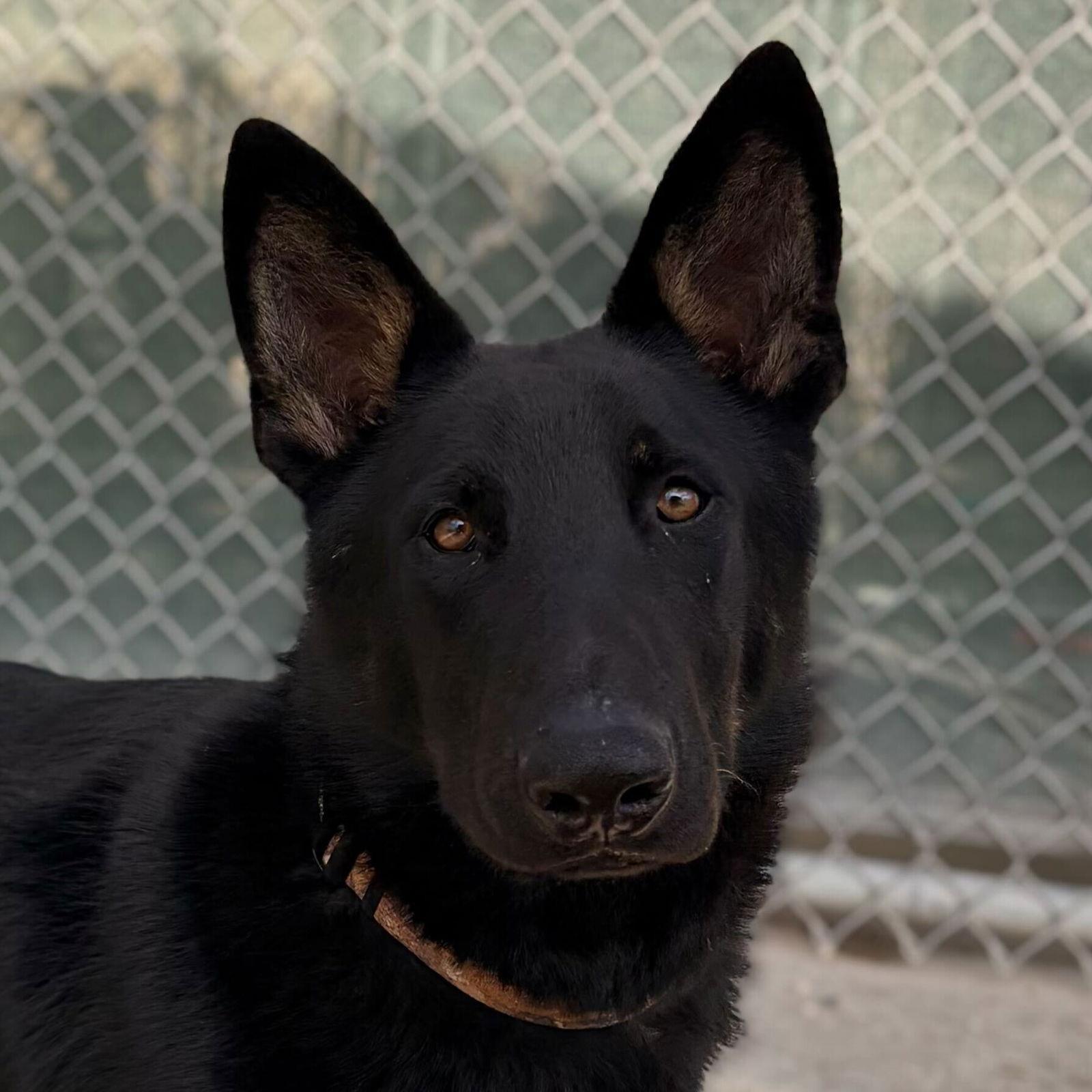 Roscoe, Adoptable, Young Male German Shepherd Dog.