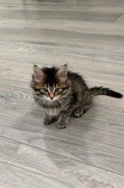Nala, a Adopted Domestic Medium Hair in Hull, MA image 1/2