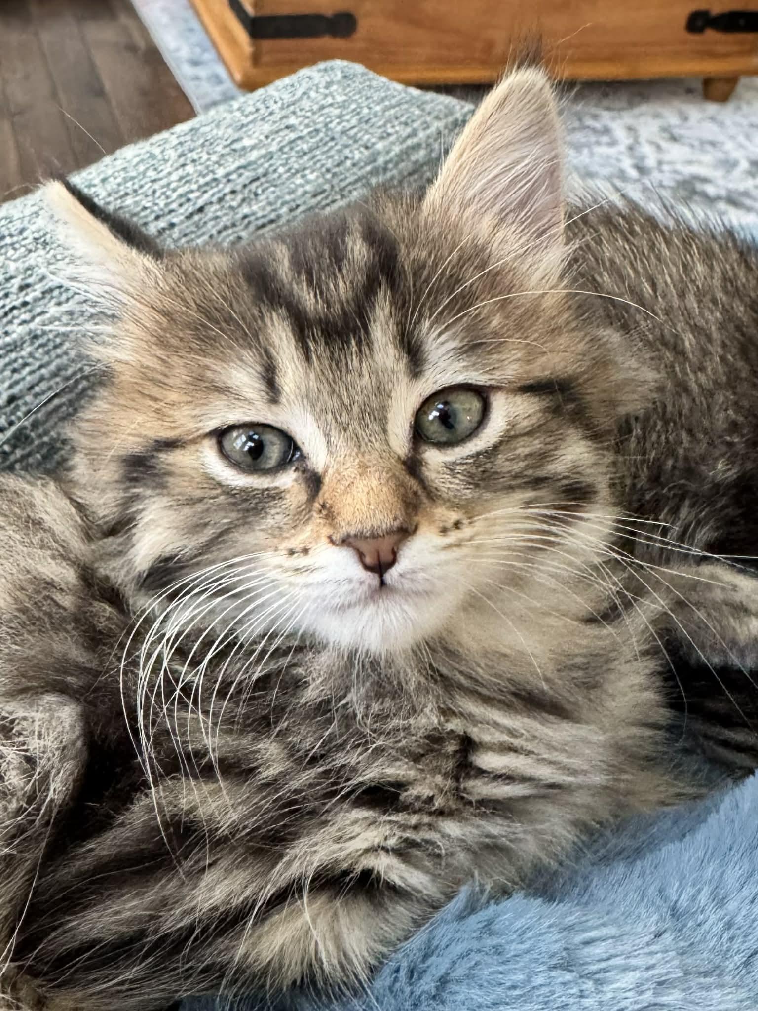Nala, a Adopted Domestic Medium Hair in Hull, MA image 2/2